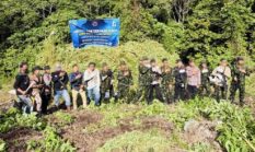 Peringati HUT RI ke-81, BNN Musnahkan 30 Ribu Batang Ganja di Lahan Seluas 12 Hektare